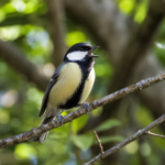 Bird language