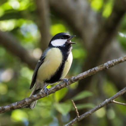 Bird language