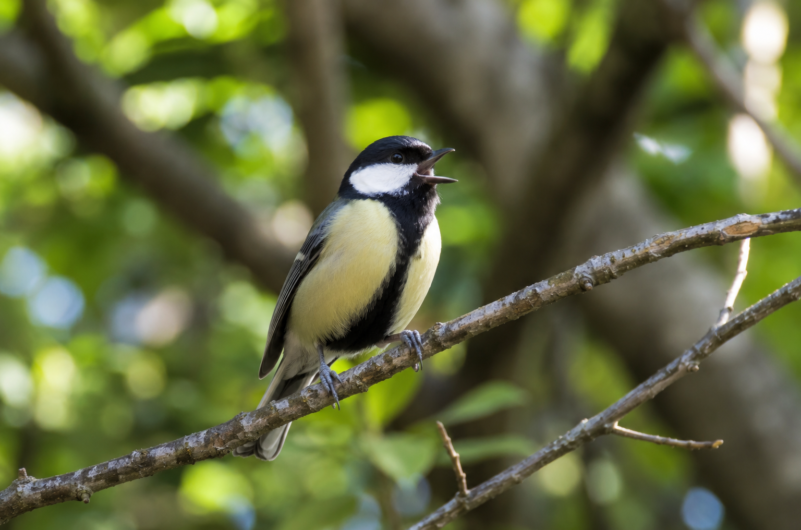 Bird language