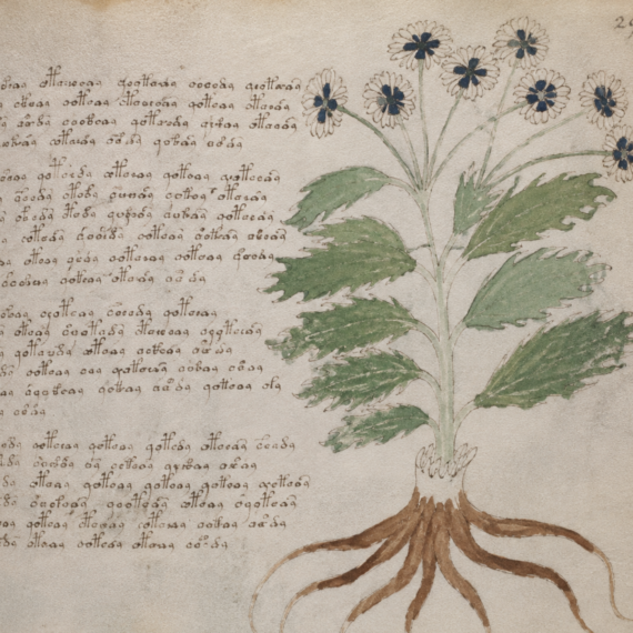 Voynich manuscript