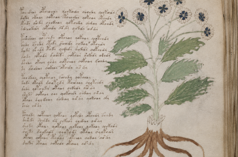 Voynich manuscript